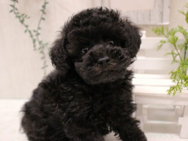 兵庫県のトイプードル(トイ) (ペット・プラザ アミーゴ加古川店/2025年9月14日生まれ/女の子/シルバー)の子犬の3枚目の画像