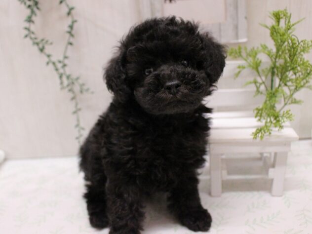 兵庫県のトイプードル(トイ) (ペット・プラザ アミーゴ加古川店/2025年9月14日生まれ/女の子/シルバー)の子犬の2枚目の画像