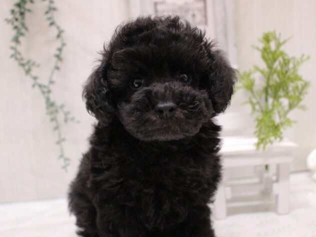 兵庫県のトイプードル(トイ) (ペット・プラザ アミーゴ加古川店/2025年9月14日生まれ/女の子/シルバー)の子犬の1枚目の画像