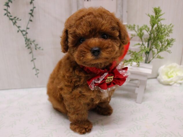 兵庫県のトイプードル(トイ) (ペット・プラザ アミーゴ加古川店/2025年9月13日生まれ/女の子/レッド)の子犬の2枚目の画像