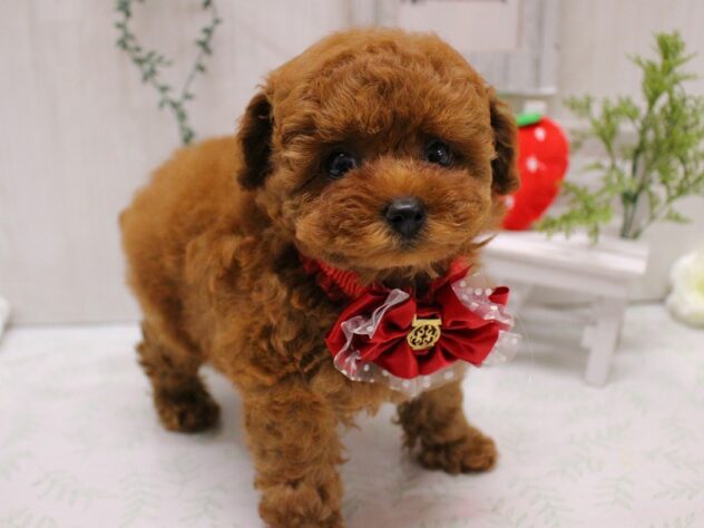 兵庫県のトイプードル(トイ) (ペット・プラザ アミーゴ加古川店/2025年9月13日生まれ/女の子/レッド)の子犬の3枚目の画像