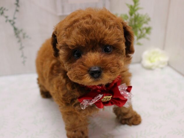 兵庫県のトイプードル(トイ) (ペット・プラザ アミーゴ加古川店/2025年9月13日生まれ/女の子/レッド)の子犬の1枚目の画像