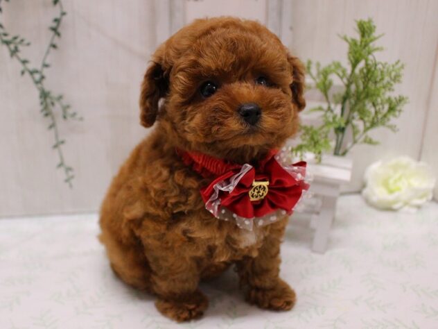 兵庫県のトイプードル(トイ) (ペット・プラザ アミーゴ加古川店/2025年9月13日生まれ/女の子/レッド)の子犬の4枚目の画像