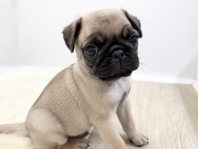 福島県のパグ (アミーゴ郡山南店/2025年9月22日生まれ/男の子/フォーン)の子犬