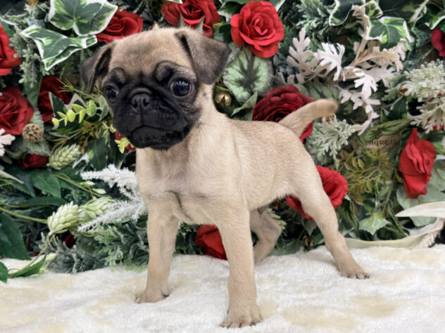 福島県のパグ (アミーゴ郡山南店/2025年9月22日生まれ/男の子/フォーン)の子犬