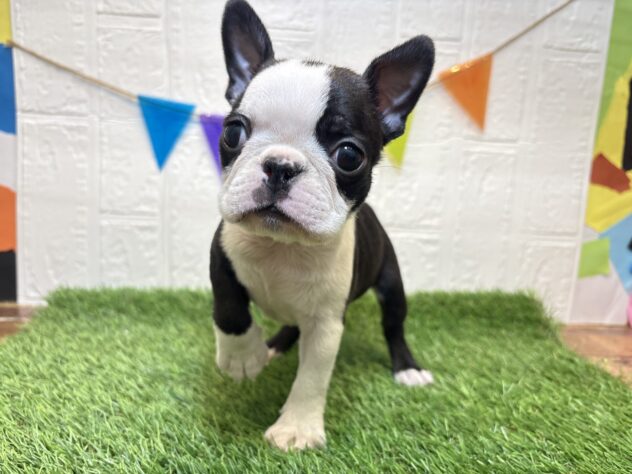 福島県のボストンテリア (アミーゴ郡山南店/2025年9月23日生まれ/女の子/ボストンカラー)の子犬