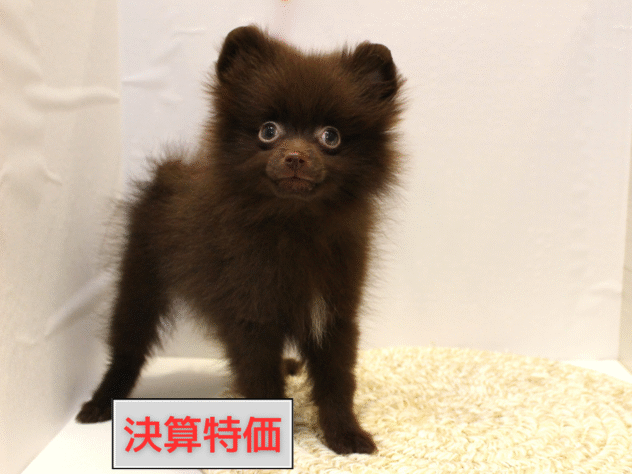 大阪府のポメラニアン (ペット・プラザ アミーゴ箕面店/2025年8月30日生まれ/男の子/チョコレート)の子犬