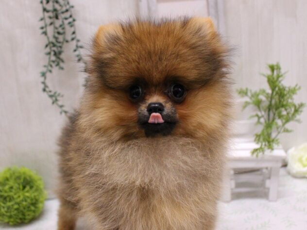 兵庫県のポメラニアン (ペット・プラザ アミーゴ加古川店/2025年8月4日生まれ/男の子/オレンジ)の子犬の2枚目の画像