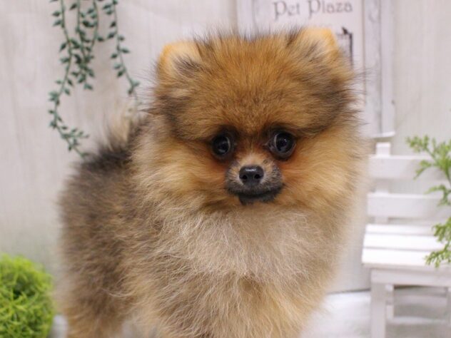 兵庫県のポメラニアン (ペット・プラザ アミーゴ加古川店/2025年8月4日生まれ/男の子/オレンジ)の子犬の1枚目の画像