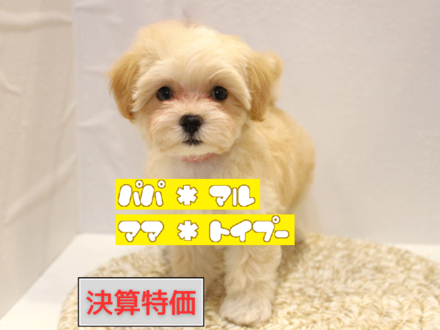 大阪府のマルプー(マルチーズ×プードル) (ペット・プラザ アミーゴ箕面店/2025年9月15日生まれ/女の子/クリーム)の子犬の1枚目の画像