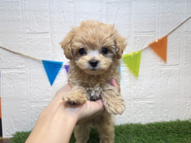 福島県のハーフ犬・ミックス犬 (アミーゴ郡山南店/2025年9月21日生まれ/女の子/アプリコット)の子犬