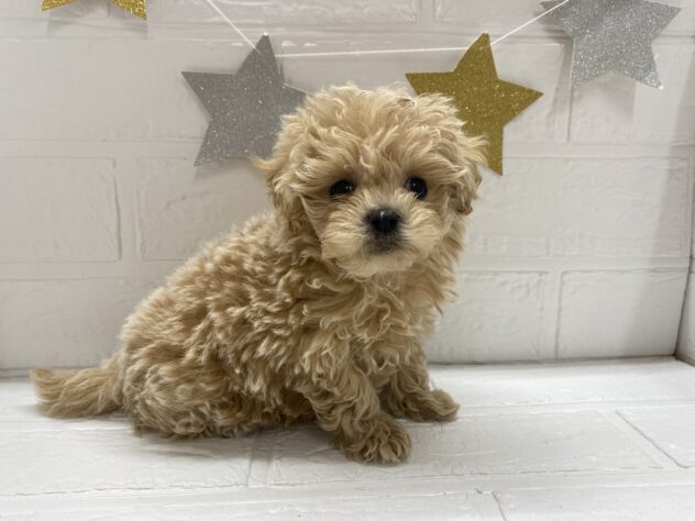 福島県のハーフ犬・ミックス犬 (アミーゴ郡山南店/2025年9月21日生まれ/男の子/アプリコット)の子犬