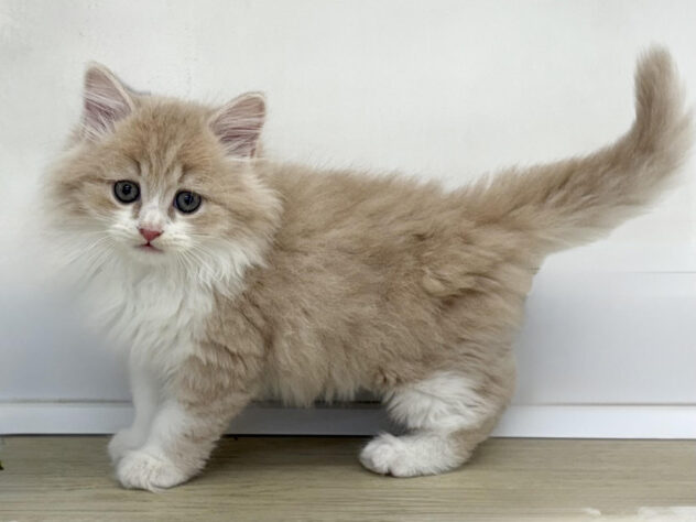 福島県のマンチカン (アミーゴ郡山南店/2025年9月9日生まれ/男の子/クリームタビーホワイト)の子猫