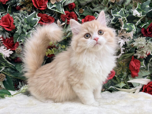 福島県のマンチカン (アミーゴ郡山南店/2025年9月9日生まれ/男の子/クリームタビーホワイト)の子猫