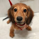 兵庫県のミニチュアダックスフンド(ロング) (ペット・プラザ アミーゴ神戸西店/2025年7月2日生まれ/男の子/レッド)の子犬の1枚目の画像