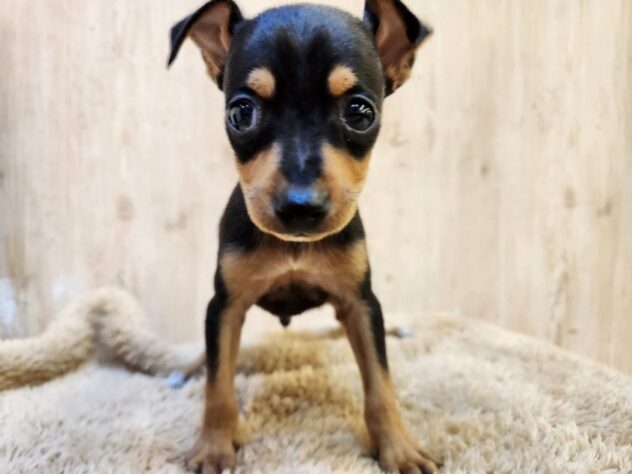 埼玉県のミニチュアピンシャー (アミーゴ吹上店/2025年9月20日生まれ/男の子/ブラックタン)の子犬