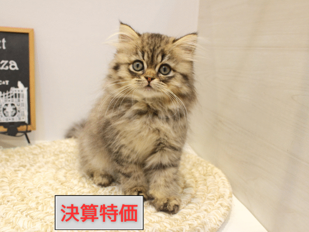 大阪府のミヌエット (ペット・プラザ アミーゴ箕面店/2025年7月29日生まれ/女の子/ブラウンパッチドタビー)の子猫の1枚目の画像