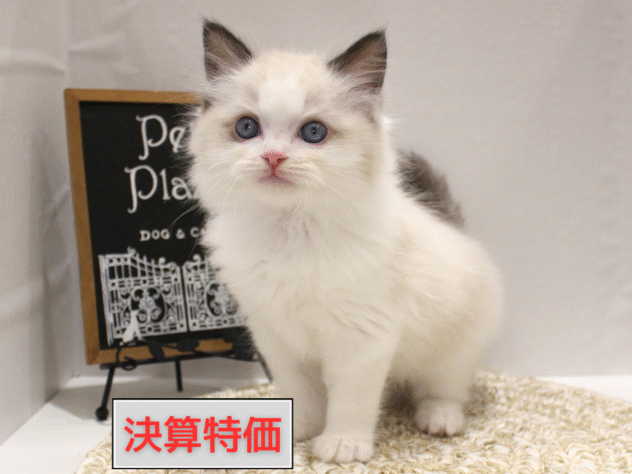 大阪府のラグドール (ペット・プラザ アミーゴ箕面店/2025年9月29日生まれ/男の子/シールポイントバイカラー)の子猫の1枚目の画像