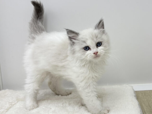 福島県のラグドール (アミーゴ郡山南店/2025年9月3日生まれ/女の子/ブルーポイントバイカラー)の子猫