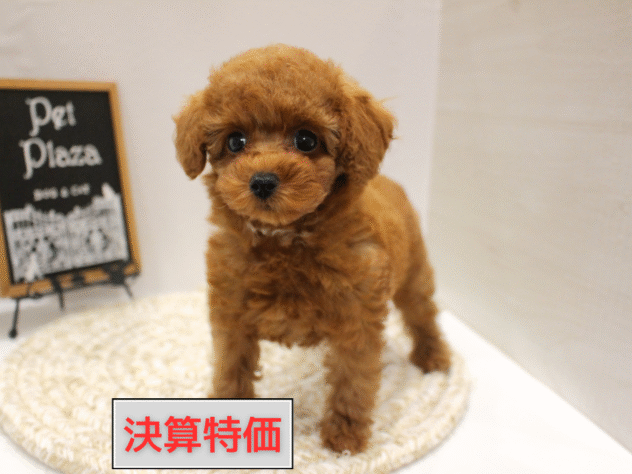 大阪府のトイプードル(トイ) (ペット・プラザ アミーゴ箕面店/2025年9月29日生まれ/女の子/レッドフォーン)の子犬の1枚目の画像