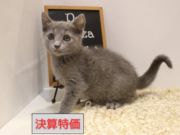 大阪府のロシアンブルー (ペット・プラザ アミーゴ箕面店/2025年8月19日生まれ/男の子/ブルー)の子猫の1枚目の画像