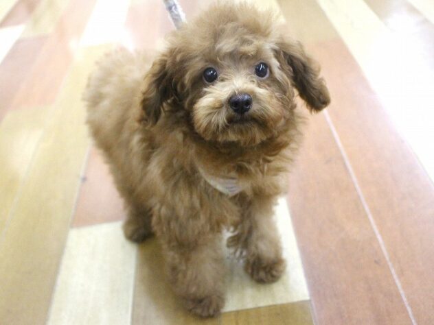 兵庫県のトイプードル(トイ) (ペット・プラザ アミーゴ明石魚住店/2025年8月4日生まれ/女の子/レッドフォーン)の子犬の1枚目の画像