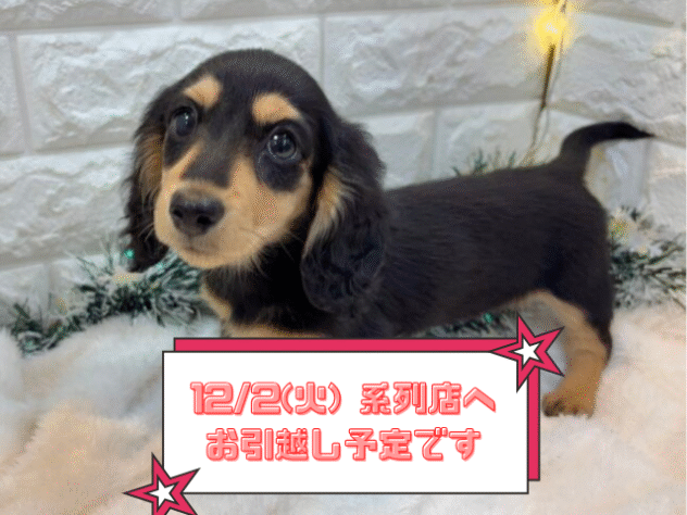 兵庫県のミニチュアダックスフンド(ロング) (ワンキャラット アミーゴ姫路飾磨店/2025年9月11日生まれ/女の子/ブラックタン)の子犬の1枚目の画像