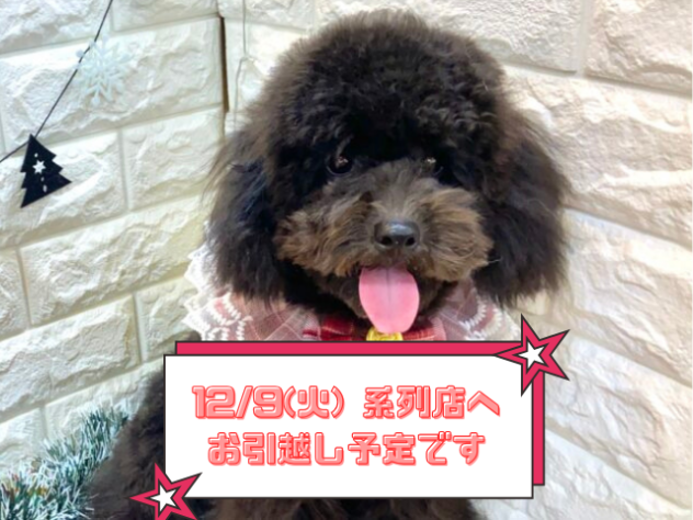 兵庫県のトイプードル(トイ) (ワンキャラット アミーゴ姫路飾磨店/2025年5月6日生まれ/女の子/ブラック)の子犬の1枚目の画像