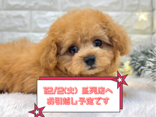 兵庫県のトイプードル(トイ) (ワンキャラット アミーゴ姫路飾磨店/2025年8月28日生まれ/女の子/アプリコット)の子犬の1枚目の画像