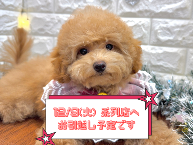 兵庫県のトイプードル(トイ) (ワンキャラット アミーゴ姫路飾磨店/2025年8月3日生まれ/女の子/オレンジフォーン)の子犬の1枚目の画像