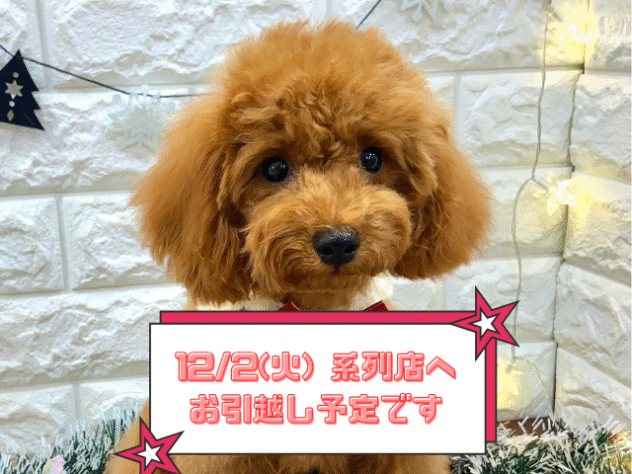 兵庫県のトイプードル(トイ) (ワンキャラット アミーゴ姫路飾磨店/2025年7月3日生まれ/女の子/レッドフォーン)の子犬の1枚目の画像