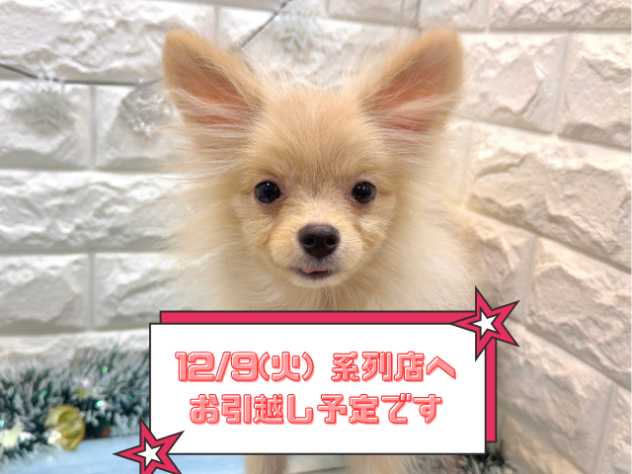 兵庫県のポメラニアン (ワンキャラット アミーゴ姫路飾磨店/2025年6月8日生まれ/男の子/クリーム)の子犬の1枚目の画像