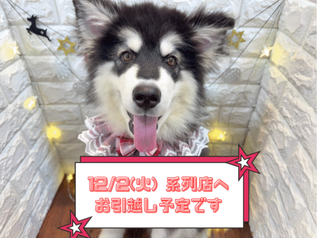 兵庫県のアラスカンマラミュート (ワンキャラット アミーゴ姫路飾磨店/2025年7月22日生まれ/女の子/ブラックホワイト)の子犬の1枚目の画像