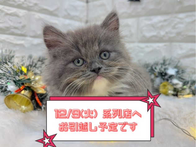 兵庫県のラガマフィン (ワンキャラット アミーゴ姫路飾磨店/2025年8月31日生まれ/男の子/ブルーホワイト)の子猫の1枚目の画像