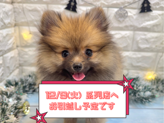 兵庫県のポメラニアン (ワンキャラット アミーゴ姫路飾磨店/2025年8月28日生まれ/女の子/ウルフセーブル)の子犬の1枚目の画像