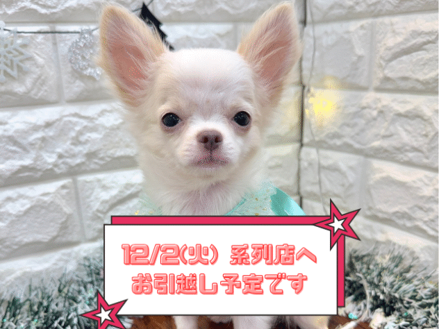 兵庫県のチワワ(ロング) (ワンキャラット アミーゴ姫路飾磨店/2025年8月8日生まれ/男の子/ホワイトクリーム)の子犬の1枚目の画像