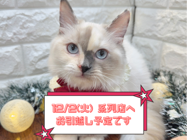 兵庫県のマンチカン (ワンキャラット アミーゴ姫路飾磨店/2025年6月20日生まれ/女の子/ブルートーティポイントホワイト)の子猫の1枚目の画像