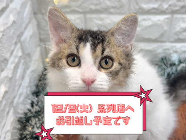 兵庫県のセルカークレックス (ワンキャラット アミーゴ姫路飾磨店/2025年8月24日生まれ/女の子/ブラウンティックドタビーホワイト)の子猫の1枚目の画像