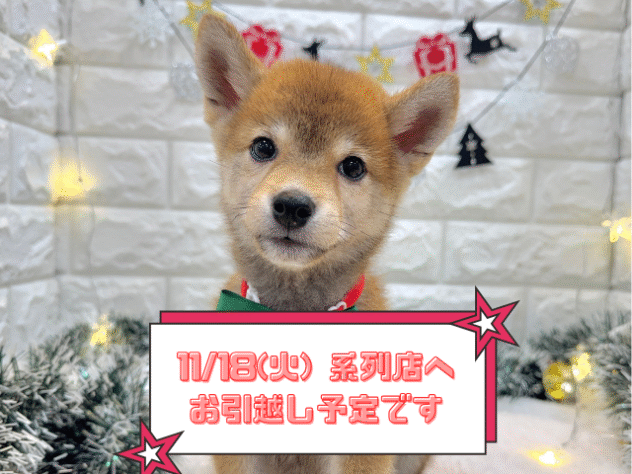 兵庫県の豆柴 (ワンキャラット アミーゴ姫路飾磨店/2025年8月23日生まれ/男の子/赤)の子犬の1枚目の画像