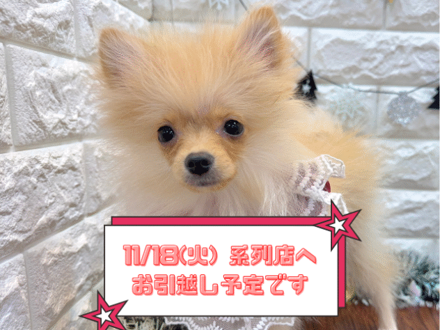 兵庫県のポメラニアン (ワンキャラット アミーゴ姫路飾磨店/2025年7月8日生まれ/女の子/クリーム)の子犬の1枚目の画像