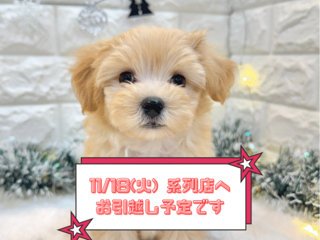 兵庫県のハーフ犬・ミックス犬 (ワンキャラット アミーゴ姫路飾磨店/2025年8月21日生まれ/男の子/クリーム)の子犬の1枚目の画像