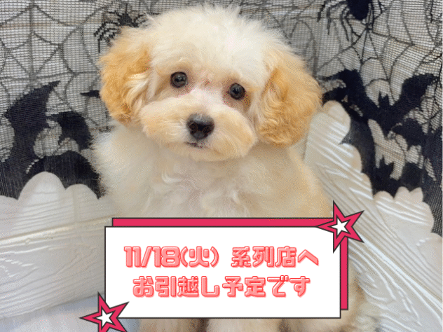 兵庫県のトイプードル(トイ) (ワンキャラット アミーゴ姫路飾磨店/2025年7月6日生まれ/男の子/アプリコット)の子犬の1枚目の画像