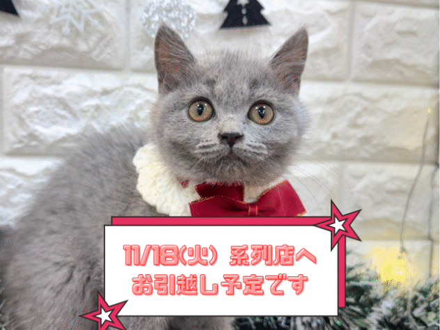 兵庫県のブリティッシュショートヘアー (ワンキャラット アミーゴ姫路飾磨店/2025年8月11日生まれ/女の子/ブルー)の子猫の1枚目の画像