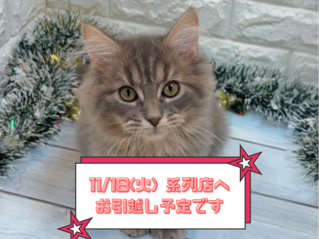 兵庫県のサイベリアン (ワンキャラット アミーゴ姫路飾磨店/2025年7月10日生まれ/男の子/ブルータビーホワイト)の子猫の1枚目の画像