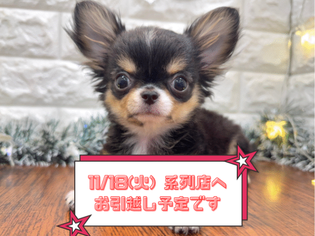 兵庫県のチワワ(ロング) (ワンキャラット アミーゴ姫路飾磨店/2025年8月15日生まれ/男の子/ブラックタンホワイト)の子犬の1枚目の画像