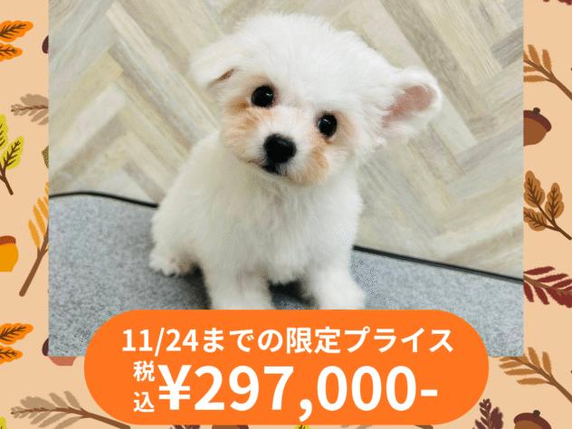 岡山県のビションフリーゼ (アミーゴ水島店/2025年8月25日生まれ/女の子/ホワイト)の子犬の1枚目の画像