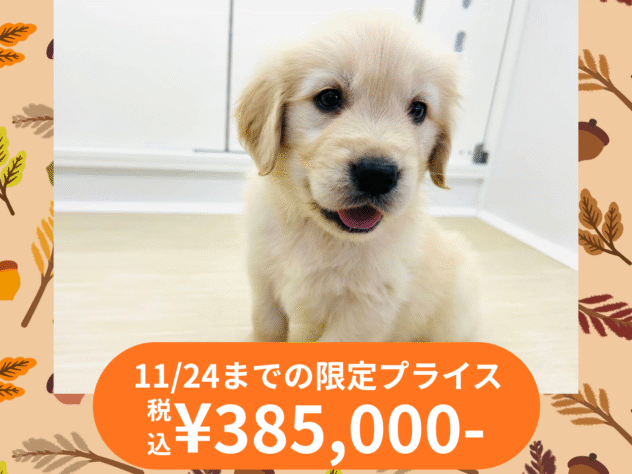 岡山県のゴールデンレトリバー (アミーゴ水島店/2025年9月2日生まれ/男の子/クリーム)の子犬