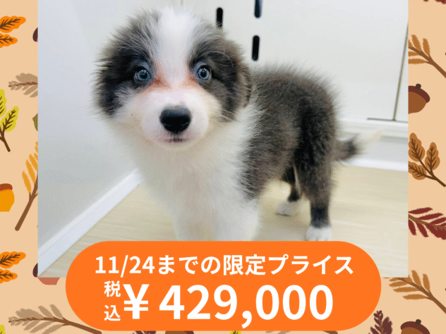 岡山県のボーダーコリー (アミーゴ水島店/2025年8月23日生まれ/女の子/ブルーホワイト)の子犬