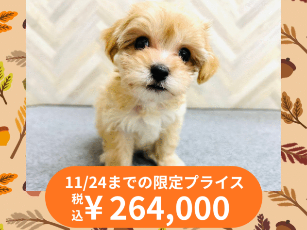 岡山県のハーフ犬・ミックス犬 (アミーゴ水島店/2025年9月6日生まれ/女の子/アプリコット)の子犬の1枚目の画像