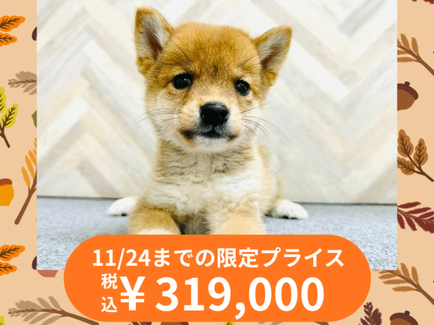 岡山県の豆柴 (アミーゴ水島店/2025年9月6日生まれ/男の子/赤)の子犬の1枚目の画像